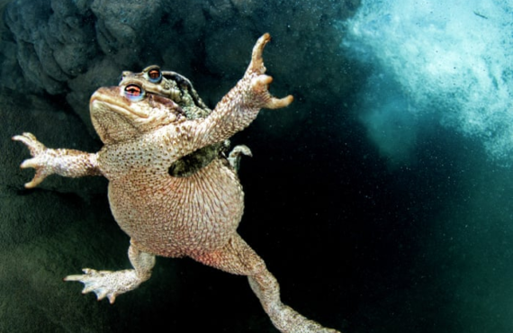 ‘The cars just turn them into mush’: can Britain’s toads be saved from traffic and terrible decline?