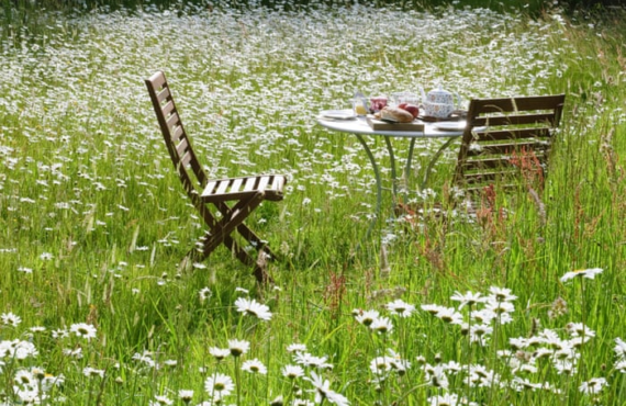 Don’t even think about decking! How to create a nature-friendly low-maintenance garden