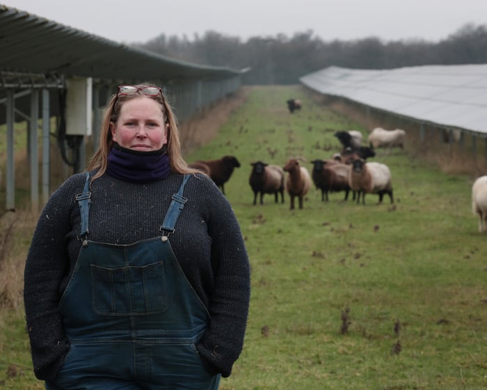 Solar grazing: ‘triple-win’ for sheep farmers, renewables and society or just a PR exercise for energy companies?