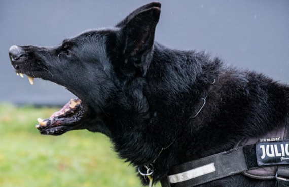 ‘Demand has increased, without a doubt’: the shocking rise of personal protection dogs
