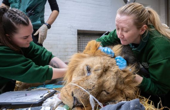 From sleeping lions to spitting snakes: a year in the life of London zoo vets